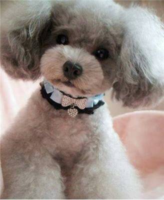 灰色贵宾犬为什么那么贵?网友直言:“水太深”了