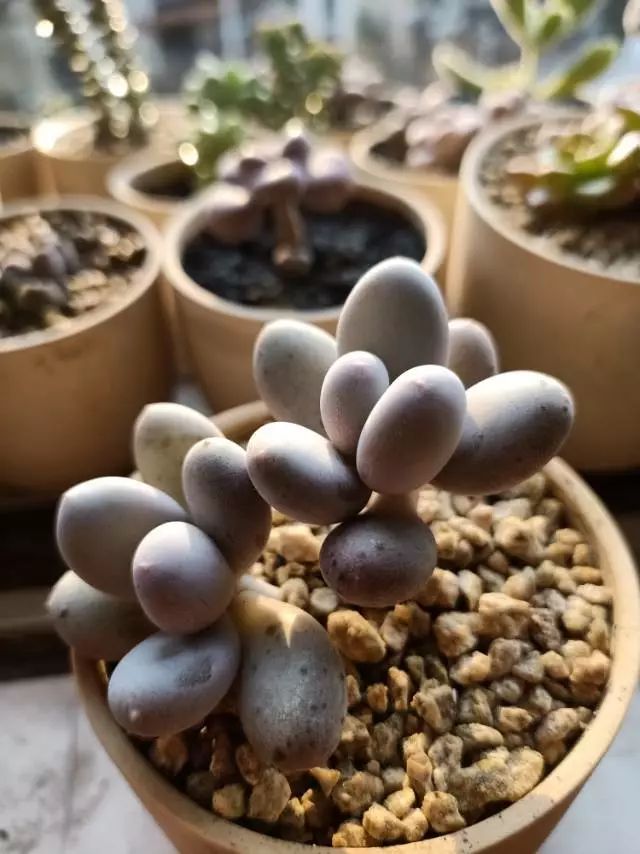 适合学生党养的多肉,适合大学宿舍长期养的多肉