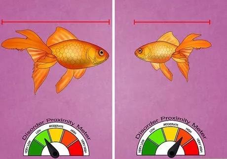 怎么治疗鱼的失鳔病,鱼失鳔症怎么治疗