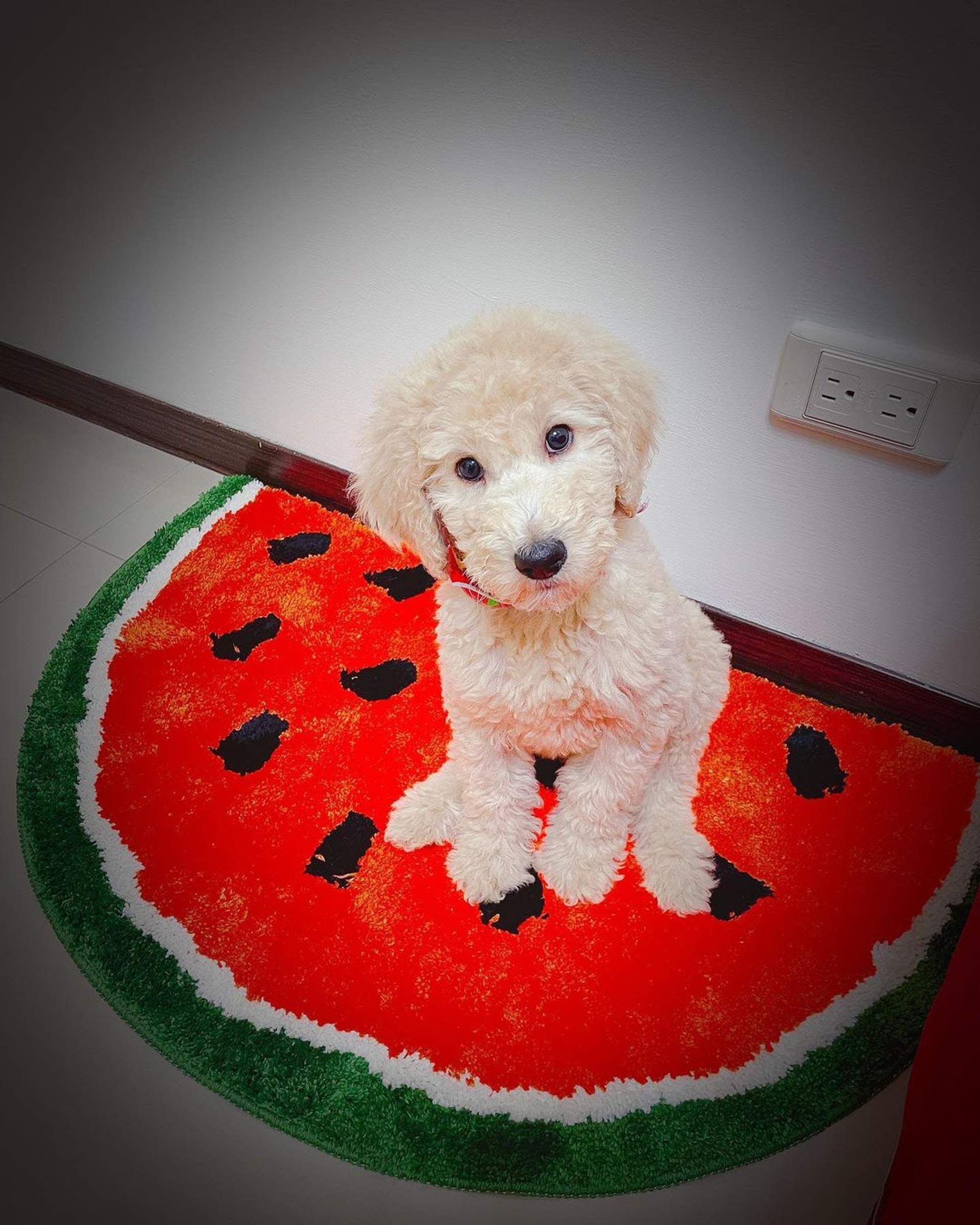 家里两只巨型贵宾犬,巨型贵宾犬发疯