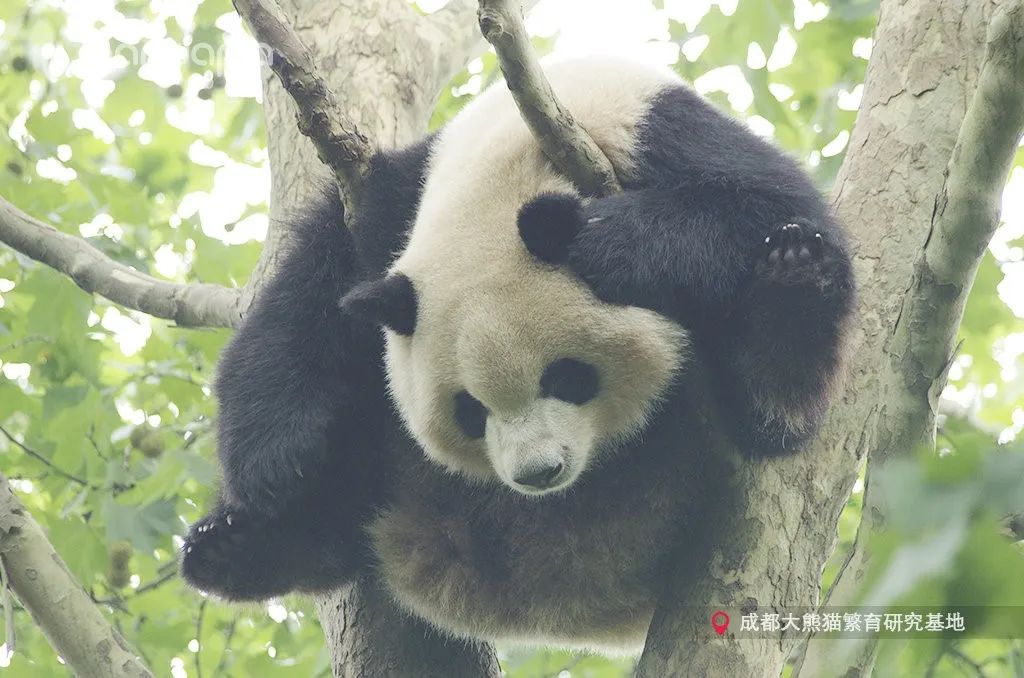 挂树的正确方法,猴子挂树姿势