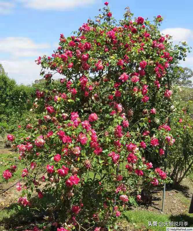 怦然心动的万人迷月季,原来从它而来(终篇)