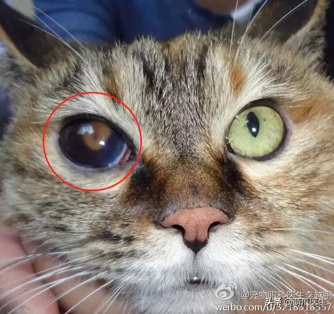 猫咪皮肤有黑斑点还很容易掉毛,猫咪身上有黑色斑点是怎么回事