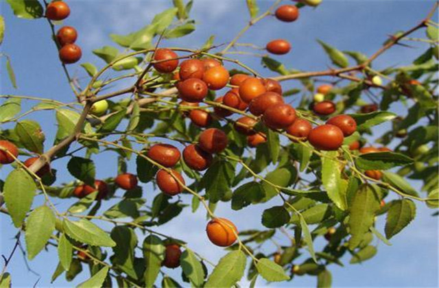 枣裂果及防治方法,红枣幼果期裂果怎么办