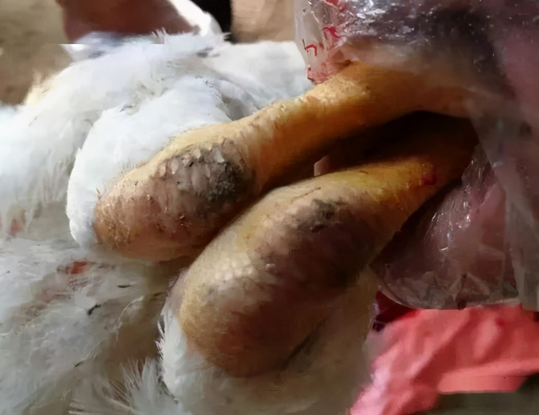 防止鸡群病最佳方法,鸡群病治疗