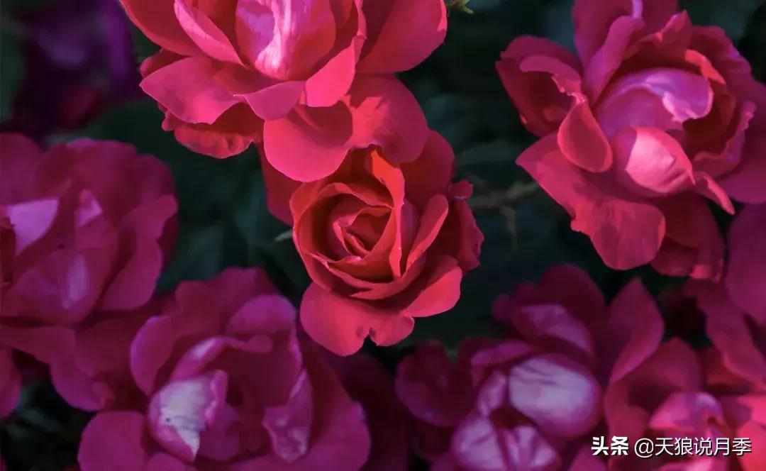 哪些月季品种抗病强,抗病性好月季有哪些