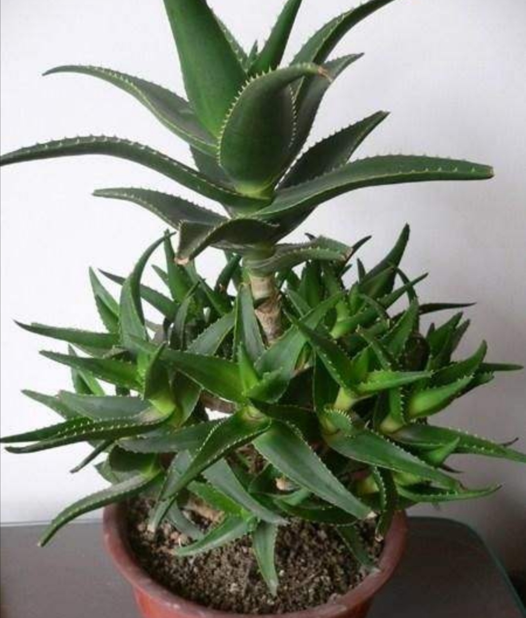 家里养的芦荟怎么做好吃,家里养芦荟的用法和功效