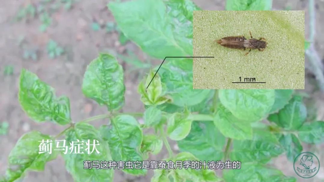 养花常见病虫害及处理方法,养花病虫害必备知识大全