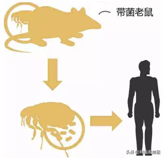 跳蚤对人体有什么危害,跳蚤对人类的健康有哪些危害