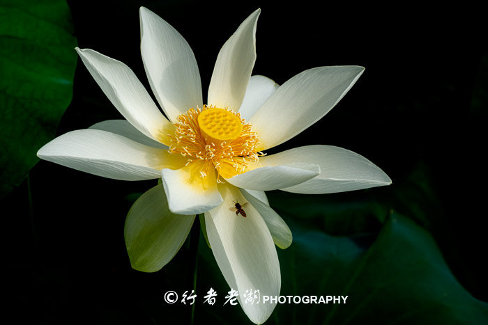 最美荷花展深圳,深圳最美荷花