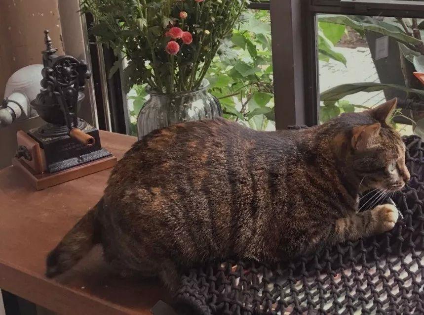 深圳适合放松的咖啡厅,深圳适合一个人打卡拍照的咖啡厅