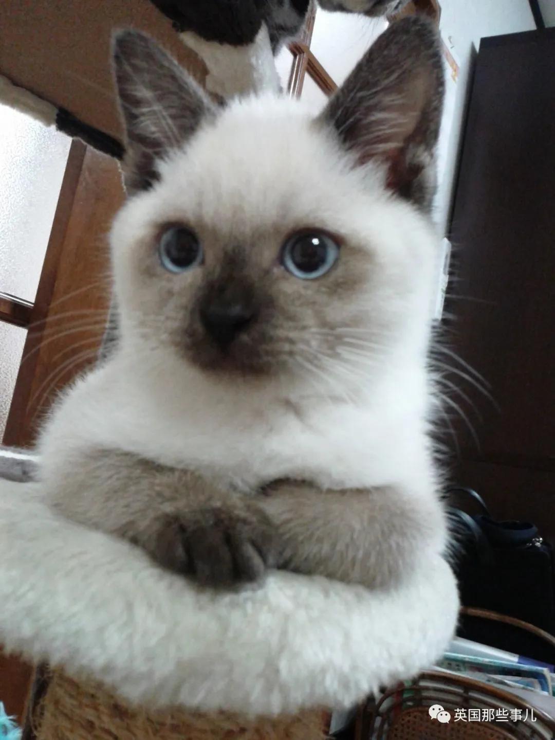 养暹罗猫会得什么病吗,养暹罗猫就像开盲盒