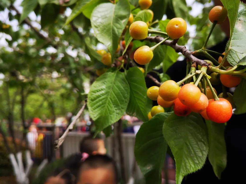 成都市双流区胜利幼儿园主题活动,天府新区幼儿园活动