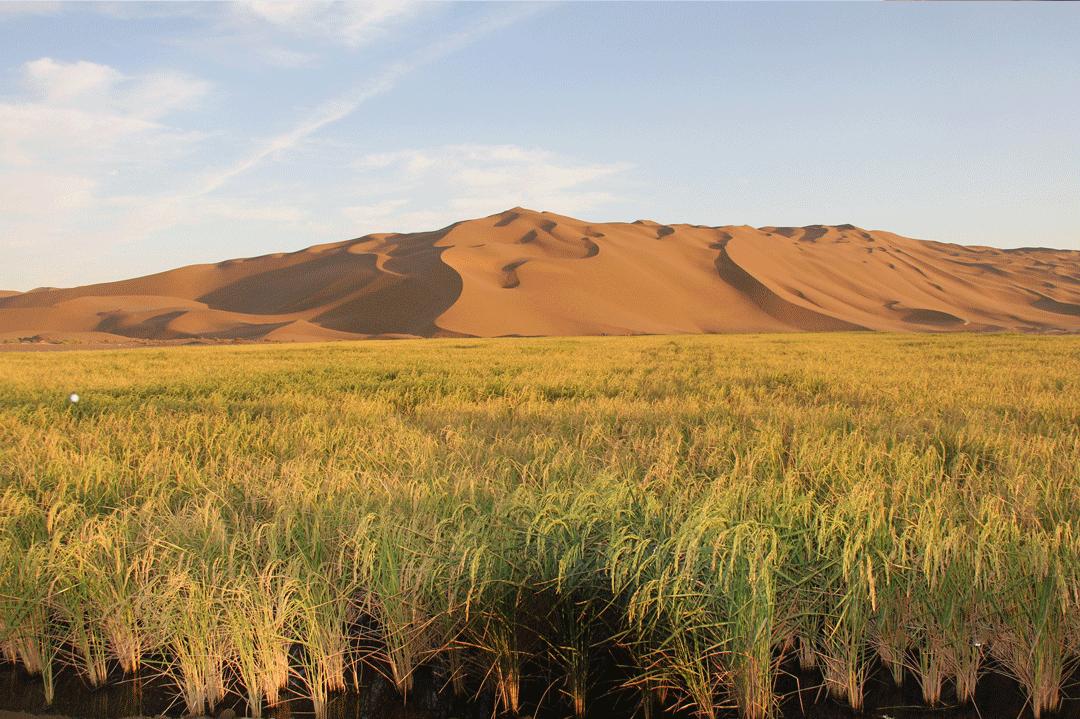 他远离污染，耗时6年扎根纯净沙漠种大米，值得吗？