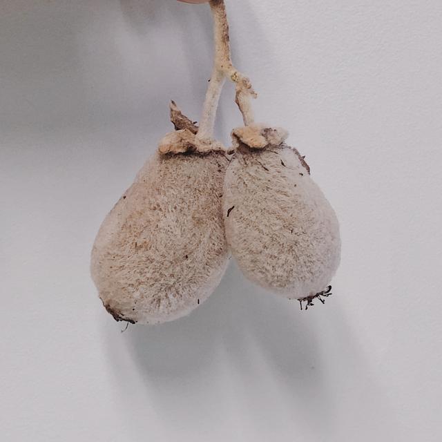 原产于中国乳名鹅莓的土货，被新西兰的土壤孕育成了国际巨星