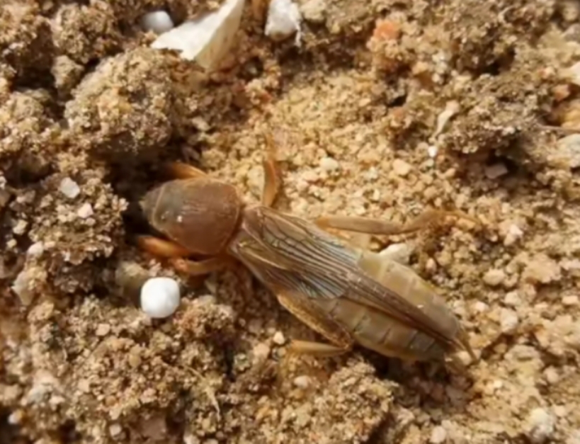 有关虫子的特色美食,美食虫子视频大全