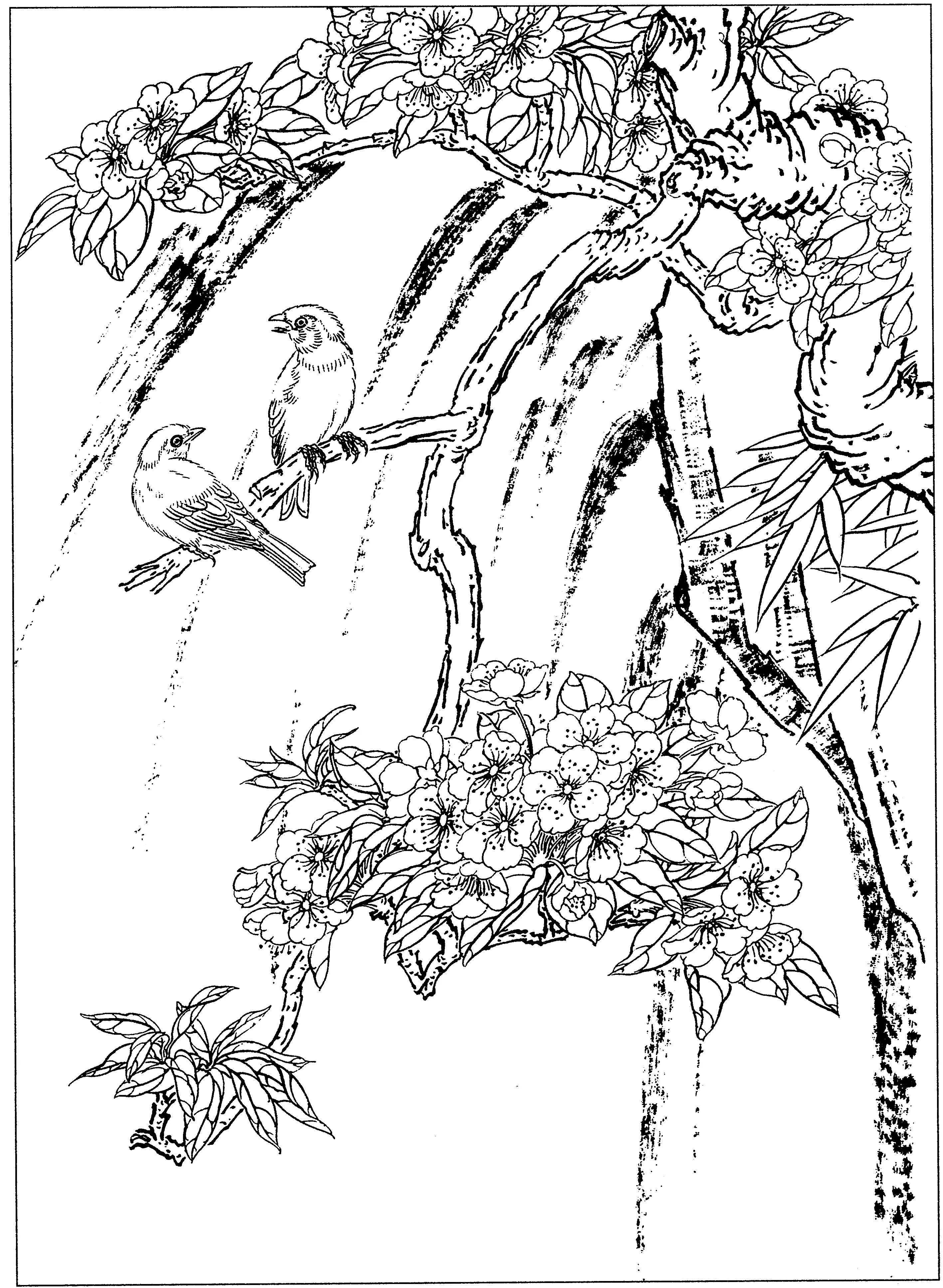 花鸟工笔四条屏白描高清大图,牡丹六尺横幅白描工笔花鸟底稿