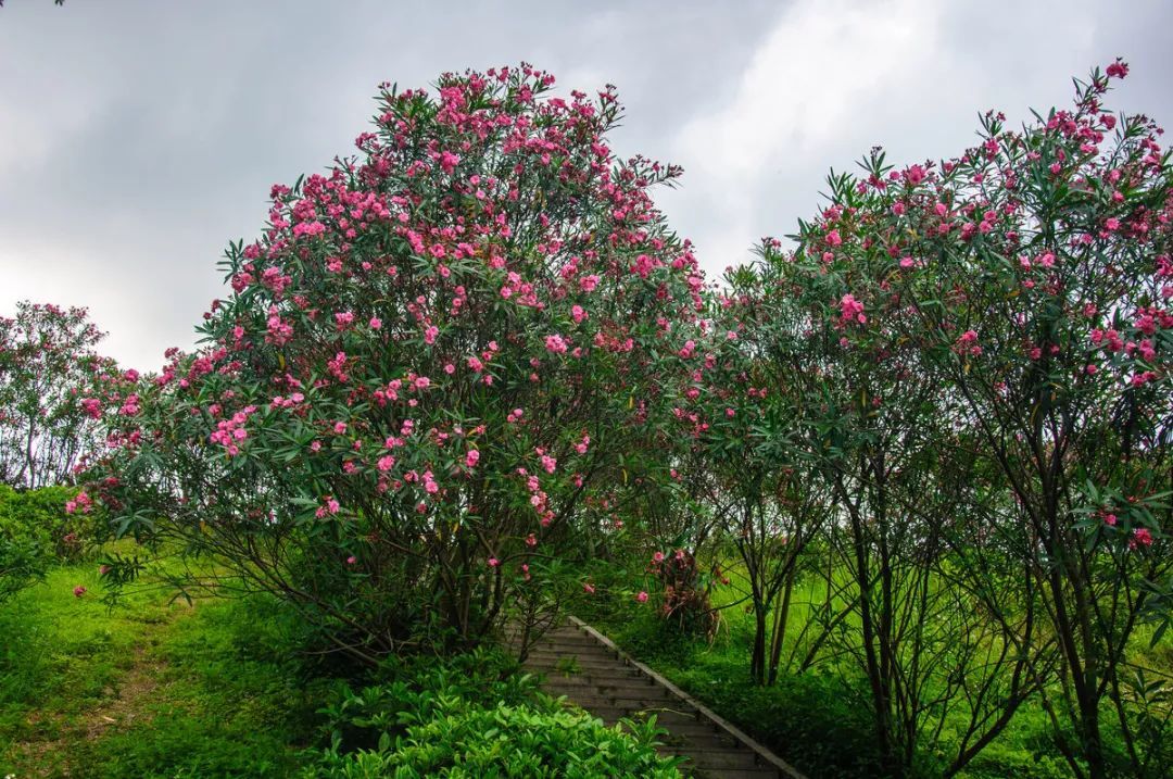 100种常见观叶植物图鉴史上最全,农村常见的100种植物