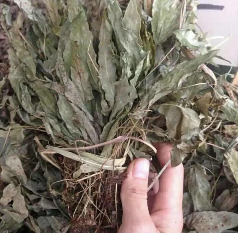 农村常见不起眼的野草叶子像鸡眼,山谷的野草