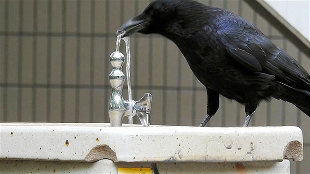 乌鸦为什么能预测凶兆,乌鸦真的是鸟类中智商最高的存在