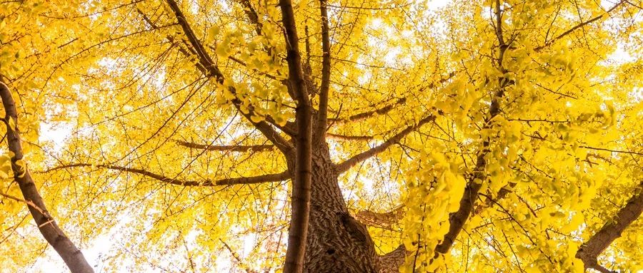 在石家庄生活需要什么条件,在石家庄生活中的技巧