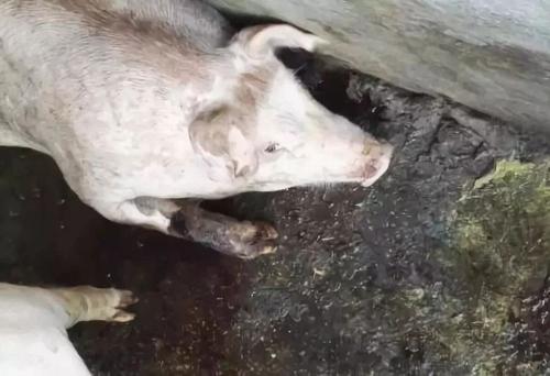 猪拉稀呕吐嘴和耳朵发紫怎么回事,猪呕吐怎么回事怎么治疗