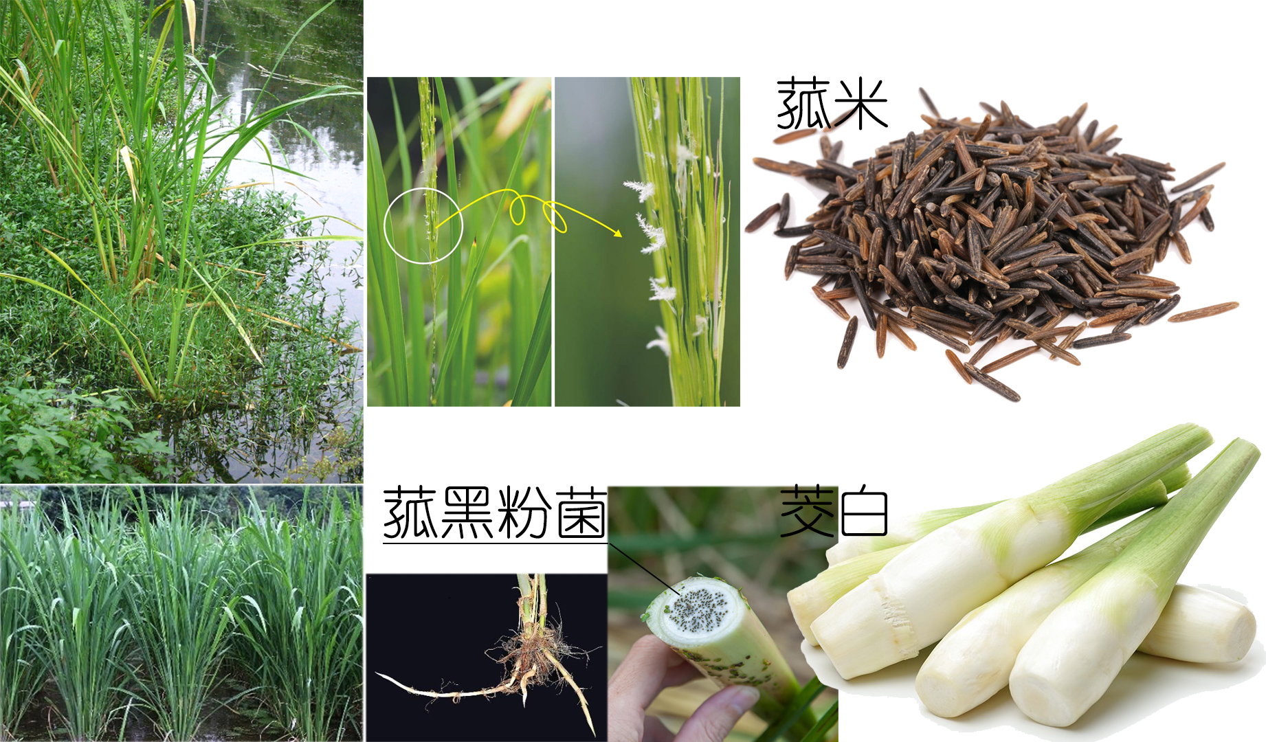 探索荸荠︱以及西关“泮塘五秀”是什么、何为江南“水八仙”？