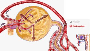 尿液怎么产生的,尿液是怎么产生的