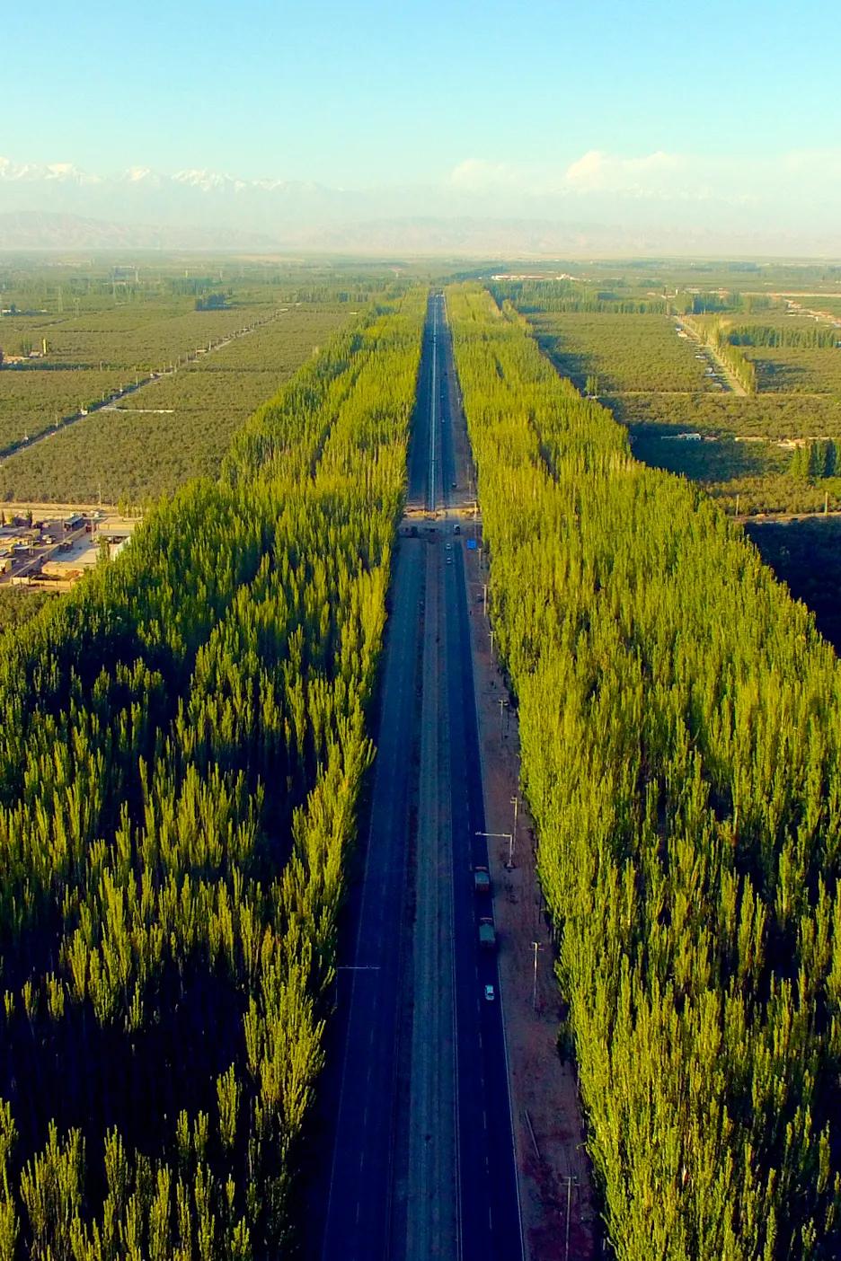 中国植树造林成果国外有什么看法,植树造林改造沙漠