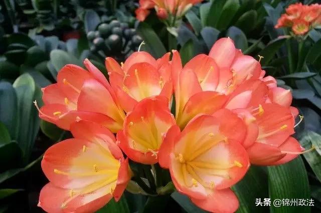 沈阳有什么特色农产品,辽宁省14个市县特产农产品