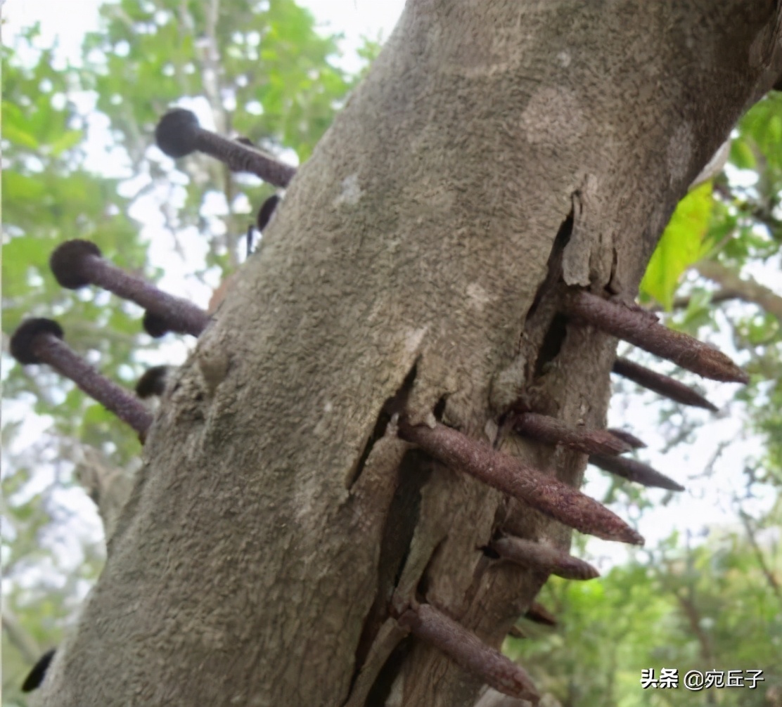 火眼沉香是什么,火眼沉香如何形成