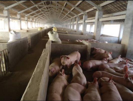 在炎热的夏季猪不吃东西怎么办,夏季育肥猪不食怎么治疗