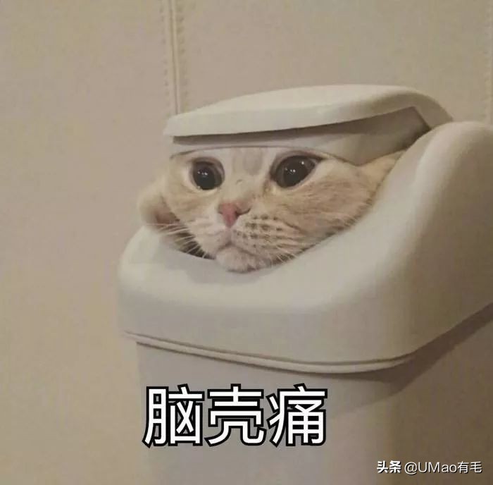 为啥猫猫拉完粑粑之后会疯跑,猫猫每次拉完屎就疯跑