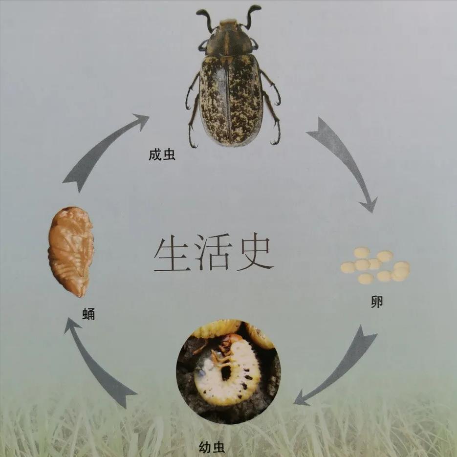 淡水龟的防治方法,猪鼻龟病虫害防治