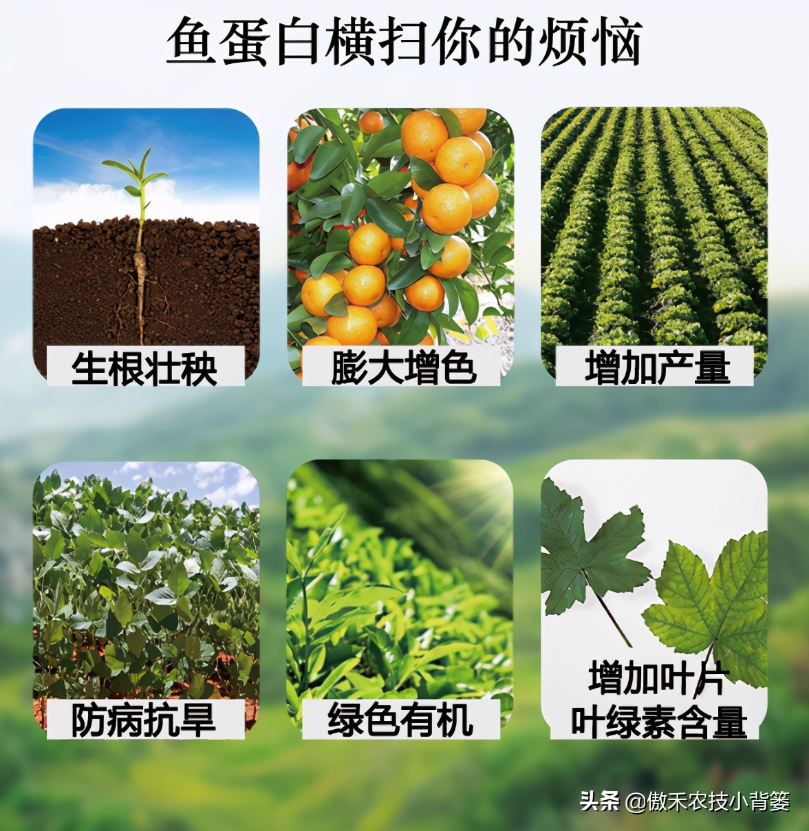 鱼蛋白肥料怎么辨别真假,进口鱼蛋白肥料为什么便宜