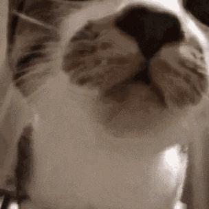 吸猫不得不知道的常识,沉迷吸猫的原因