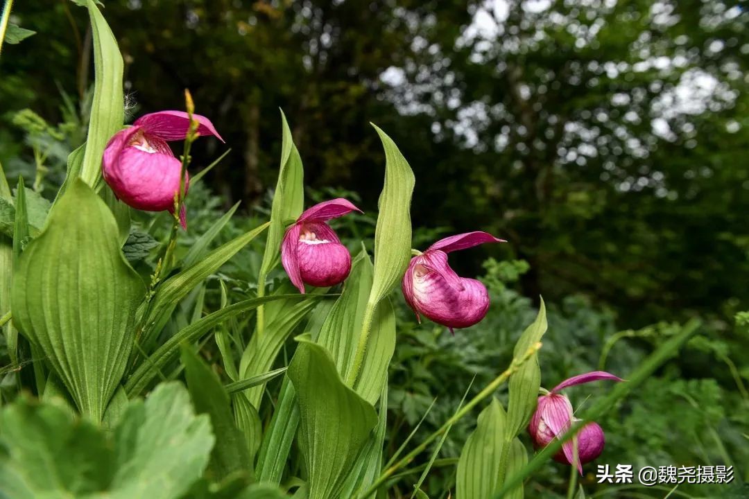 各个季节的野生兰花,北京百花山野生兰花图片