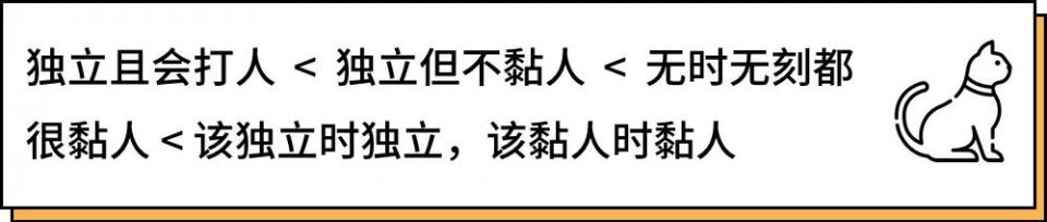 城市里养猫的人非富即贵,有多少人养猫家里有钱了