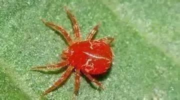 蔬菜害虫分类及图片大全,蔬菜害虫的防治方法有哪些