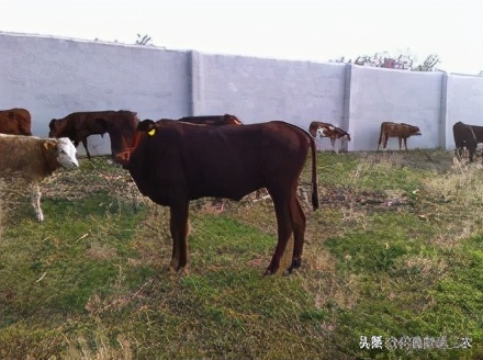 出肉率高的牛的样子,出肉率高的牛品质好不好
