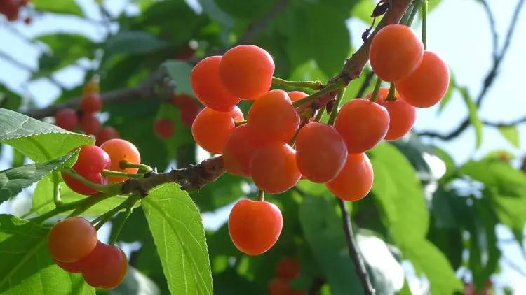 西安2023樱桃采摘园附近,西安樱桃采摘园地图