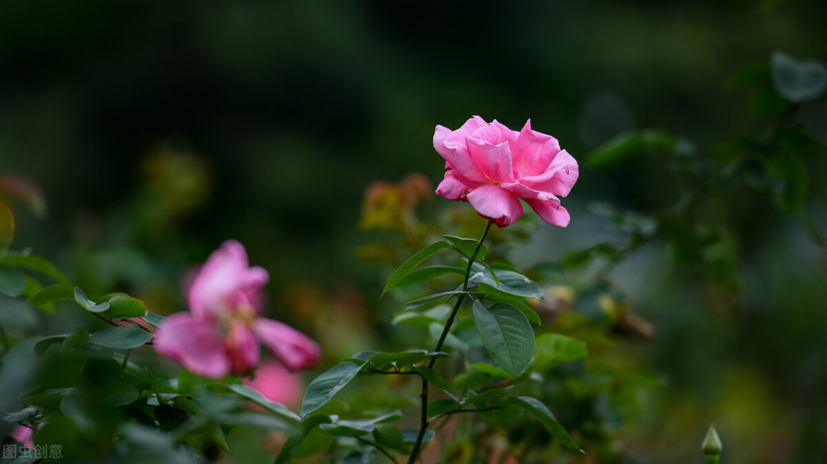 我的巅峰时刻精彩片段,我的巅峰时刻免费看全集