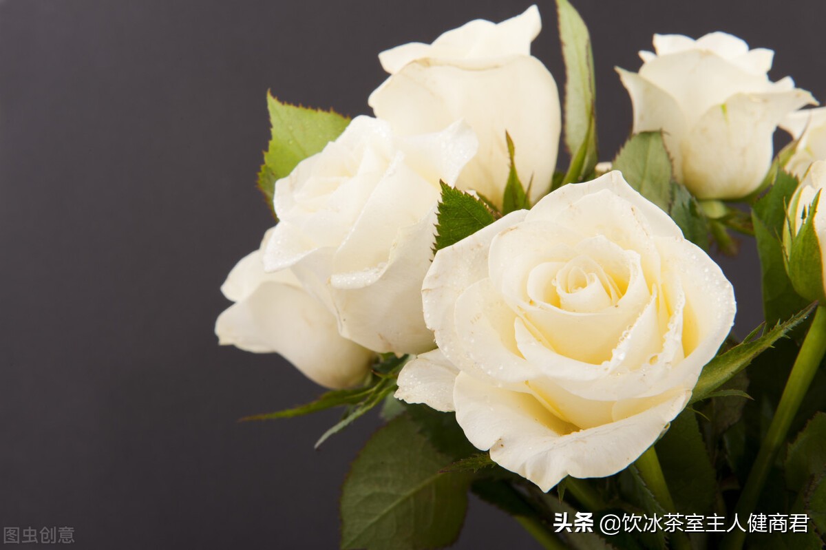 阿德勒与弗洛伊德的关系,阿德勒和弗洛伊德的恩怨情仇