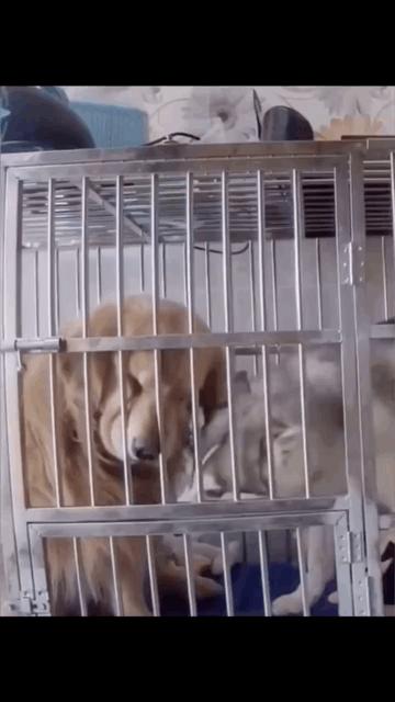 男子被车撞出3米求生欲,求生欲创造奇迹男子被撞