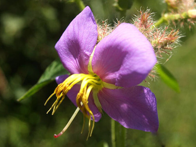 天香炉功效,中药材天香炉