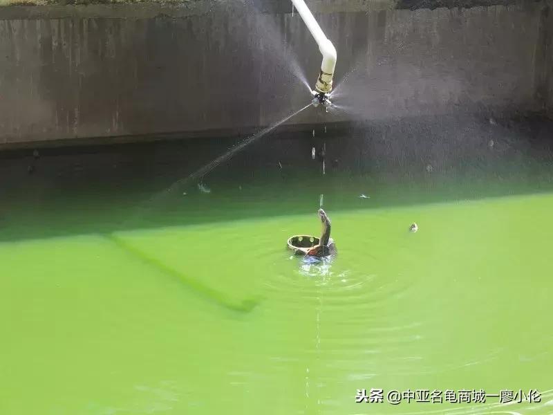 中国养殖市场,中国养殖的发展及现状