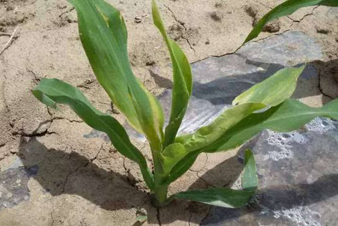 玉米苗出现死苗是什么原因,玉米苗烂根死苗怎么回事