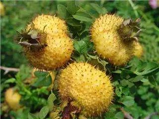 品市长旅游推介——走,坐上高铁游凉都!第二站:水城县