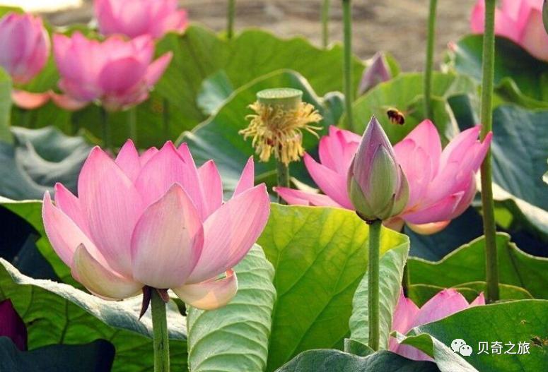 郑州赏荷花攻略,中国赏荷必去的地方