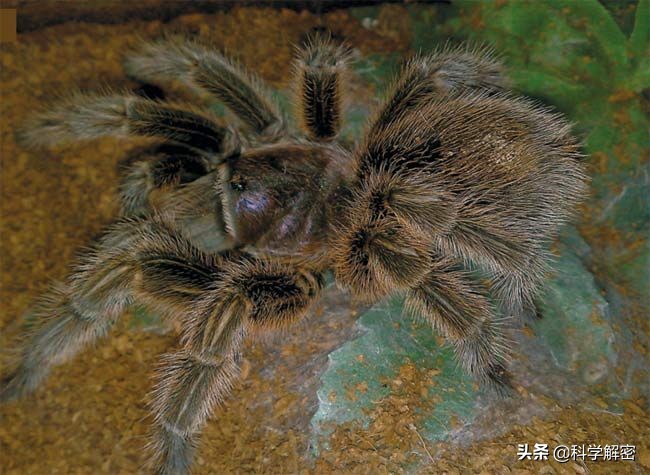 十大恐惧症的危险值,罕见十大恐惧症